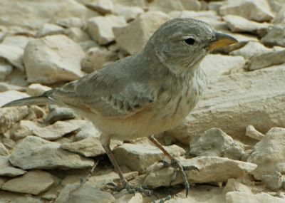 Desert Lark
Chadol
چڈول
چڈول کسانین مُرگے گیشتر ڈلپادیں ھند و دمگاں او کوھاں گردیت - روچے سہب ء بگر تاں بیگاہا گیشتر کوہے چمگانی سرا آپ کنگا دست کپ انت - اے گیشتر درچک او داراںی او کاہ او بوٹگانی ہُشکین او رتکگیں دانگاں چن انت ورانت، باز ڈولداریں مرگے چوش کہ ڈلی مرگے آیے رنگ ہم چو ڈلے وڑا انت - او باز جاہ ء اشیا بڑول ہم گوشنت ۔
چڈول ء گوشتگ۔۔
من   چڈولان   چاہی    ڈولاں
زیرگوں  پلپلوں وادوں پرکن
درستیں   مرگاں   وشتر باں
