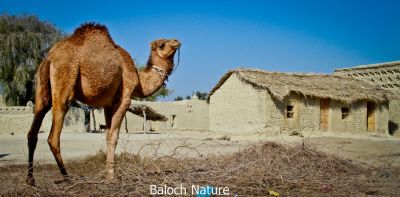 Baloch Camal
Hoshter
ھُشتر
یک زمانے بوتگ کہ بلوچاں ھُشترے سرا وتی لاپ درگیتکگ ، بلے مرچاں موٹلانی آہگا ھُشترانی کدر کم بوتگ - چمیشکا بلوچستانا ھُشترانی نسل کم بوّان انت - پرچاکہ ھپشترانی والینگ گران انت ھرکس پیلو کُت نہ کنت - اگان بلوچستان ھکومت ہمے وڈا برجاہ بہ بیت ھۃشترانی ہمراہیا پس و گوک ہم نسل بیگواہ بیت -۔
اے اکس یک کوانٹیں ھشترے کہ کُل ء دیما وتی بنجاہ ء بستگ -۔
