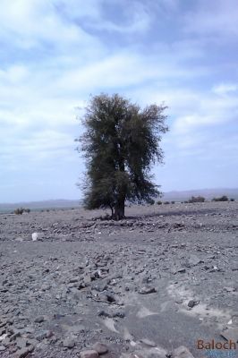 prosopis cineraria
 کھیر
ایروانٹیں کہیر گیشتر شوانگ و اُشتریان ساہگ دنت ، رہگوازی کاروان ہم کہیر ے بزیں ساہگ ء دم و دوت کن انت و وتی راہ ء گرانت ، چونایا ڈلپادیں ھند و دمگاں کہیر باز کم بیت
 


