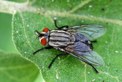 Flesh Fly
گوتی مگیسک
Goti Magisk
مگسک ءِ باز زات انت ۔ اے سیاہ ءُ  ماش ءُ کنگ ءِ رنگ انت بلے چم ءِ سُہر انت ۔ اے گیشتر گوتانی سرا نند انت چمیشکا ایشیا گوتی مگیسک گوش انت ۔
