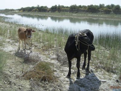 Cow
Gouk
گُوک
اے دو گوسک انت - مستریں ٹاب بزاں نرین او کستریں پُرّاپ بزاں مادگیں ات - گُوّال ء پا چارینگا کور ء آئورتگ انت

