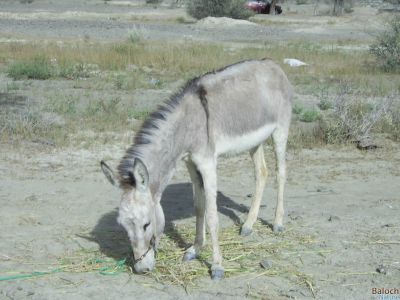 Donkey
Harr
ھر
بلوچستان ء درُستیں ساھدارانی آبادی پا کساس کمّ بوّان انت - ھکومتے بلوچستانے گُشگ انت کہ ھرے آبادی ودّان انت - چوش مہ بیت کہ یکروچے بلوچستان ء ھرّ دزگیر بکن انت ؟؟؟؟؟ بلے منی ھیالا انّو ھم بلوچستانا ھرانی ھکومت انت ؟؟؟؟؟ ھاھاھاھآ

