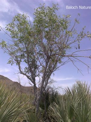 Olive. Olea europaea subsp
Hatt
ھت
ھت یک ٹوہیں درچکے کہ گیشتر ماں کوہاں رودیت - اے شرّیں او آبادیں جگہاں باز بُرز بیت - بلوچستان ء 
اشیے داراں پہ لوگ ء اڈ کنگا کارمرز کن انت او شاہ او لمباں دلوتاں دیینت -  ڈولداریں درچک ءَ عربی ءَ زیتون گوش انت ءُ ایشانی براں ورانت ءُ ٹیل جوڑ کن انت ۔ بلے بلوچ اشیے بابت ءَ سرپد نہ انت ۔ بلوچ اشیے زھر چکیں براں نہ ورانت ۔ 
