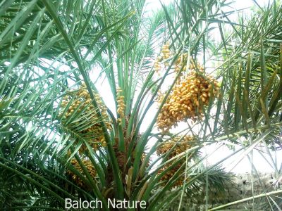 Balochistan a delicious Date Jadgali
Jadgali ya Misri
جدگالی یا مسری
مکران ھند و دماگاں جدگالی باز جوان پیداک بیت - جدگالی سبزیں پپُک ء چہ بگر تا ناہ ء درست شیرکن تامدار انت - جدگالی ء دانگ دراج انت او رژنا ہ انت - لہتیں ھند ء جدگالی ء مسری گوشنت - 
