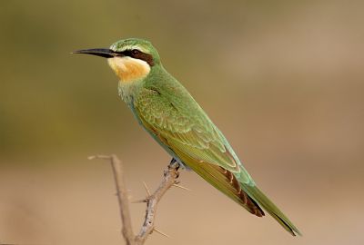 Green Bee eater

کرکی ءُ نیلاں گواھرامُک
Karki. Nillan gwahramok
کرکی ءَ باز ھنداں نیلاں گوھرامُک گوش انت۔ کرکی بلوچستان ءِ وتی مُرک انت ۔ کشارانی ہمرنگیں بلے بُرزی نیمگا کمّ ءِ سُہری است۔ اے بالو پاتو کٹگ کرم شکار کنت۔ اے کسانیں بالی مُرگ ءِ بلے اشیے مستریں زات ءِ استیں کہ موسم ءِ سرا کئیت پدا واتر بیت۔
