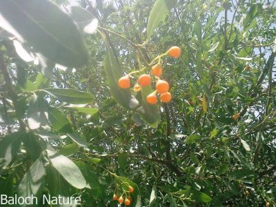 Ehretia obtusifolia
kasanin liwar
کسانین لیوّار
کسانیں لیوّار بلوچستان ے درچک نہ انت - اے بلے مرچاں بلوچستان لوگانی دیم او باگانی توک ا دست کپیت - او اشیا کسانین زردیں دانگ لپچناک انت بلے گونڈو اشیا پہ شوق سرچن انت او ورانت - بلے اے ھاسیں نیبگے نہ انت -۔
