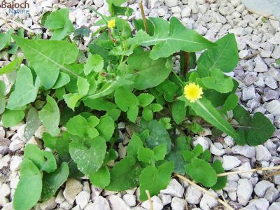 Sonchus oleraceus
Kalamo
کلمو

کلمُو نومبر تاں اپریل ء درگت ء رودیت - دو چہ سے فٹ ء کساس ء برز بیت - ذردیں ڈولداریں پُل پر کنت - تاک دراج و کمء پتن و زبر انت - تاکے برّگ پروشگ ء وھدا اسپیتیں شیرگ درکنت - اشیا ھندی ء دودھنی گوشنت - وھد ء کسان و نازرک بیت کاہکانی توک ء کن انت و گرادنت - اشیے کُنٹ بارگ و تہ ء چو کلم ء وڈا پچ انت چمیشکا کلمو ء گوشنت


