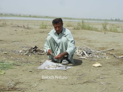 Sweet water fish
کورماھیگ شیپک
Kormahig shipk
کورماھیگ باز تامداریںماھیگ انت۔ ادا کورماھیگاں شپک کنگ ءَ انت۔
