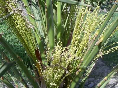 Fertile Date palm tree
Machch Gonsh
مچّ گونش
اے بیگم جنگی ء گوُانگ ء کہ گونش کُتگ - گونش تنیگا ھُوشانی توک ء مان انت - بیگم جنگی ء 3 بند دینت کہ یک بندیے 3 ٹال انت - بزاں 9 ٹال گونش یک ھوشیا دینت -۔


