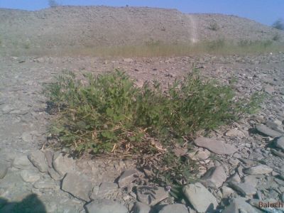 Tephrosia apollinea
Matkenok
ماتکینُک
اے یک کسانیں بوُٹگے کہ ریکپادیں او ڈل دیمیں ہنداں رودیت - اے چو مٹر ء وڈین پُل او کوسرک پر کنت - اے اکسے توکا آئے کوسرک زاہر انت - اشیے دانگانی چینگ و ورگا سیسیگ گورداگ لکّرگ کبگ شاتُل او کپوت کاھنت 


