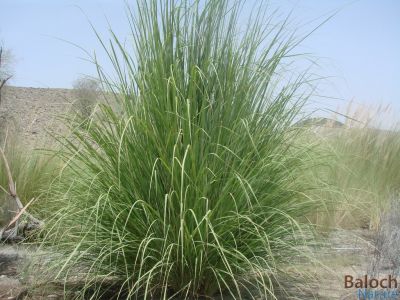Kans Grass
ڈیل
Dell
اے کاشے نمونگیں کاہے کہ اشیارا ڈیلّ گوشنت - اے کہ کسان و سبز بیت دلوت یشیارا چرانت - ابلے اگاں ہُشک بیت گڈا اشیا ڈل انت کاپر و واڈ و دگر چیزاں کارمرز کن انت 

