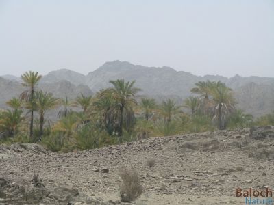Balochistan Oasis
Machkidag
مچکدگ
مچکدگ ء ندارگ چونایا ڈولدار انت - اگاں مچکدگ سورمگیں کوہانی میان ء بہ بیت گڈا ندارگ بے مٹ بیت - اے اکس ناگیدر کلّگ ء زپت کتگ


