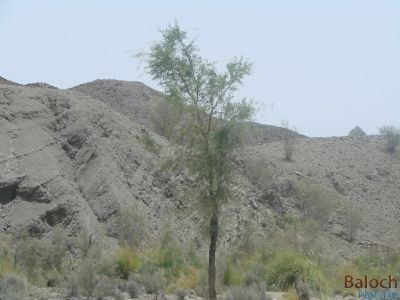 A Balochistan landscape
Baloch Koh e Nadarag
نلوچ کوہے ندارگ
بلوچستانے ھند و دماگاں شرّیں ڈولداریں ندارگ است بلے اگاں کسے آہاں وتی کمرہ چمّاں بیاریت - بلوچستان ہور کم بوّگا ، بلے سما بیت کہ بلوچ زمین چو سنٹے نہ انت - انچیں درچک پیداک کتگ کہ سالاں ہور مہ بیت بلے آ وتا داشت کن انت - اے اکسے تہا ترا شرّی سرا کہور، گزّ، چگرد، لانٹوگ، ککّ، کاش، ڈلّ دگہ بازینے ساپ  گندگا کئیت -۔


