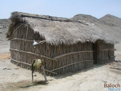 BALOCH CLASSIC HUT
Kargin ya Kolandari
کرگین یا کُلندری
اے بلوچانی لوگ انت - تنی وھدی بلوچستان دُراہیں ہند و دماگاں ترا اے وڈیں لوگ دست کپیت - ادا ما ہمے گندیں لہ بلوچانی گوں وتی چاگردا ہم رنگ انت بزاں لوگے رنگ گوں کوہ و ڈل و ڈوک و درچک او دارانی ہم رنگ انت

