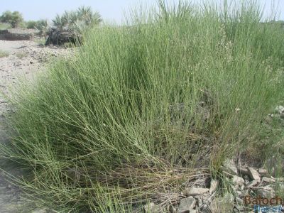 Leptadenia Pyrotechnica
Hoob
ہُوب
اے یک کسانیں درچکے کہ چو کلیرے پیما تاک پر نیست ، چو بارگ بارگیں
 دار ے وڈیں جمل جناں بیت - اے گیشتر کوچگیں جاگہاں رودیت ہُشتر ء وراک انت او گواز ا کارمرز کن انت


 
