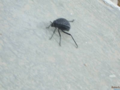 Pitted Beetle
میزوک
میزوک کشانیں سیاہ رنگیں لوُلُک ء - اے گیشتر گریشگ و میداناں گندگ بیت -  چوناےا گوندیں چُک چریشیا تُرسنت بلے اے تاوان دیُوکیں لُولُک ء نہ انت 

