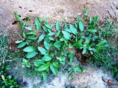 Field bindweed (Convolvulus arvensis)
Aahichk, Patahok, Lekirk
آہیچک، پتائوک ، لکرک
آہیچک کسانیں کاہے گیشتر ڈگارانی جُوہ او بنداں رودیت - اے مدام زمین ء سرا پراہ روت - بلے اگاں درچکے کش و گواراں برودیت گُڈا درچک ء سر کپیت - اسپیتیں او گُلابییں  ڈولداریں پُلء جنت کہ ڈولدار بیت
بلے اے اسپیت پُل انت
