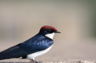 Swallow
پیپی پلستان
Pipi plistan
پیپی پلستان کسانیں بالی مُرگ ءِ کہ گیشتر وتی وھد ءَ پہ بال گوازین ات ۔ بال ءِ درگت ءَ پاتو ءُ بالو گپت وارت۔ بلوچستان ءِ باز ھنداں ایشارا بابیل ہم گوش انت، چونایا بابیل عربی لبز ابابیل ءَ زورگ بوتگ ۔ اے مدام چہ انسان ءَ نزیک ءَ ترو گرد کنت۔ ہم اگاں موہ براسیت لوگانی توک ءَ کدو بند ات ءُ ھیک دنت۔ 

