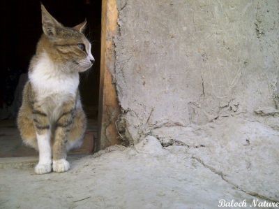 Cat
پیشی
Pishi

پیشی کسانیں ساہدارے کہ اے گوں انساناں نزیکی کنت بزاں انسان ایشا ن وتی لوگ ءَ دار انت اے انسان دوستیں ساہدارے۔
