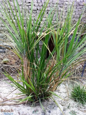 Sugarcane
Shakar kandeil
شکر کانڈیل
شکر کانڈیل بلوچستان ء مرچی باندا یک کار و بار جوڑ بوتگ حب لسبیلہ نصیرآبادے ھند و دماگاں شکرکانڈیل کش انت - مرچی باندا شکر کانڈیل ء چہ شکر جوڑ کن انت - وھدے زمانگاں گُڑ ہم جوڑ کتگ - شکر کانڈل ے کانڈیلا ہنچو ہم ورنت پرچا کہ باز شیرکن و تامدار ینت
