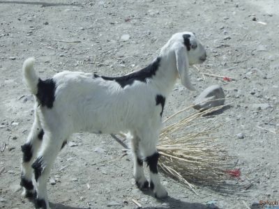 Kidling
Shinik
شنیک
بلوچستان ء شنیک باز ڈولدار انت -  چارگ کرزنت

