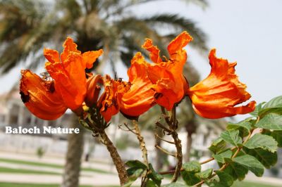 spathodea campanulata flower
اسپاتوڈیا
Spathodea
اے یک ٹوھیں پُل ءِ کنت کہ باز جلوہ ناک بیت ۔ اے ڈنی پُل ءِ منی ھیال ءَ بلوچستان ءَ سر نہ بوتگ۔ اے سُہریں پُل باز زنڈ انت ، منی ھیال ءَ اے دگنیائے ٹوہیں پُلان چہ یک ءِ بوت کنت۔ اے درچک ءُ آئیے دروشم چو مئے مُلکے زیتون ءِ وڑ انت۔۔
