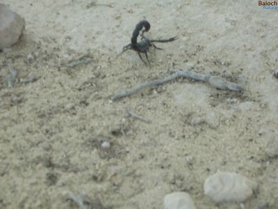 Scorpion
سیاہکی  زوم
Seyahoki Zoom
زوم  باز ترسناکیں  لولْک  ء  -  زوم  وتی  تج  ء سرا  ڈنگ  جنت - اگاں  پہ  وھد  بیمارا  درمان  یا  تریاک  مہ رسیت  گڈا آ یے  دراہ  بوگ دروگ  بیت  -  زوم  بلوچستان  ء گرماگ  ء  موسم  سک  باز  بیت
