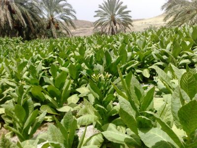 Tobacco
تمباک
Tambak
اے تمباک انت بلے اے تمباک بلوچستان ءِ تمباک نہ انت ، بلوچستان ءِ تمباک ءِ تاک باز پتن انت ، مرچی باندا اے تمباک ءَ بلوچستان ءَ کشاورزی کنگ ءَ انت چیا کہ بلوچستان ءِ تمباک ءِ تاک نازرک انت پروشنت۔ نقصان ءُ زیان گیش  انت بلے اے تمباک ءِ زیان کم انت ، چمیشکا مردم اے تمباک ءَ بلوچستان ءَ کشاورزی کنگ ءَ انت۔ اے تمباک ءَ ڈنّن ملک گیشتر سگریٹ جوڈ کن انت۔
