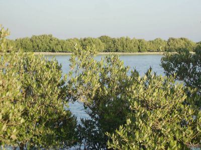 Mangrove
Temir 
تمر
تمر یک تیاب دپی درچکے ، کہ گیشتر ماں سوریں دریا ئے رودیت کہ اُودا آپ تلگ بہ بیت ڈل وُ ڈوُک مہ بیت بلکن لچ وُمین بہ بیت - تمر جنگل گیشتر آپ ء انت چمیشکا ماھیگ گیشتر تمر ے  روُتگ، ہُنڈالانی کش وُگواراں ھیک دیینت - بُرزا دریاہی مُرگ چُک وُبر کن انت، دُگنیا ئے توکا درچک بازیں بلے تمر چاگرد بزاں ماحولیات باروا شرتریں درچک زانگ بیت - سُومیانی ء تمرانی ٹوہیں جنگلے آباد ے - مکرانے تیابدپاں  باز جاہاں تمرے جنگل آباد انت - مارچ وُ اپریل ء تمر بُر بیت - بُرّے درگتا وشّیں بوہ کنت

