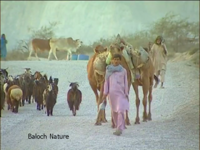 Camels Cows and Goats

بگ، رمگ ءُ گورُم
اے اکس بلوچستان ء گوستن بزاں ماضی ءؐ پیش داریت کہ بلوچ پہ وتی دلوتانی واستہ کہچر شوہاز کتگ ، اے اکس ء تہا ہُشترانی بگ، پسانی رمگ ءُ گوکانی گورُم گندگ بنت ۔

