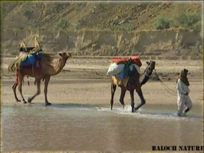 Caravan
کاروان
karwan
کاروان بلوچ راج ء مال مڈی بوتگ انت کہ یک جاہ دومی جاہ شتگ انت ۔ ایشانی سوب گیشتر وتی دلوتانی واستہ کاہ ءُ کہچر شوہاز کنت بوتگ ءُ  زمستان ءُ گرماگ سوب بوتگ انت ۔ یک جاہے دومی جاہ شتگ انت ۔
