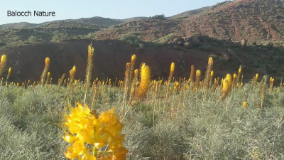 Balochistan flower
باز ڈولداریں پُل
اے بازیں ڈولداریں پُل ء کہ مستونگ بلوچستان کوھاں رودیت ۔ اگاں اشیے نام ء زانے مہربانی بکن انت مارا سرپد بکن ات ۔ منت وار بیں 
