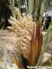 Filename=20140312_114228.jpg
Filesize=230KiB
Dimensions=900x1200
Date added=Mar 25, 2014 20140312_114228.jpg