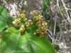 Filename=20140414_094433.jpg
Filesize=219KiB
Dimensions=1333x1000
Date added=Apr 24, 2014 20140414_094433.jpg