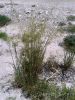 Filename=20140608_123930.jpg
Filesize=342KiB
Dimensions=900x1200
Date added=Jun 13, 2014 20140608_123930.jpg