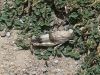 Filename=20140611_105859.jpg
Filesize=212KiB
Dimensions=1200x900
Date added=Jun 13, 2014 20140611_105859.jpg