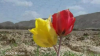 Filename=2017-08-25-10h40m27s692.png
Filesize=824KiB
Dimensions=1280x720
Date added=Aug 25, 2017 2017-08-25-10h40m27s692.png