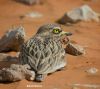 Filename=28b46a2c2deb011bfafcb79cd4c9fcf5.jpg
Filesize=115KiB
Dimensions=1060x950
Date added=Oct 07, 2015 28b46a2c2deb011bfafcb79cd4c9fcf5.jpg