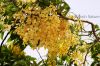 Filename=AMALTAS2C_CASSIA_FISTULA_6354.JPG
Filesize=342KiB
Dimensions=1800x1200
Date added=May 13, 2012 AMALTAS2C_CASSIA_FISTULA_6354.JPG