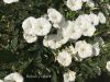Filename=Aahickhk.jpg
Filesize=219KiB
Dimensions=1333x1000
Date added=Jun 04, 2019 Aahickhk.jpg
