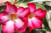 Filename=Adenium_Obesum_2102.JPG
Filesize=145KiB
Dimensions=1800x1200
Date added=Nov 18, 2011 Adenium_Obesum_2102.JPG