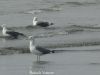 Filename=Arassi_0133.JPG
Filesize=107KiB
Dimensions=1333x1000
Date added=May 09, 2014 Arassi_0133.JPG
