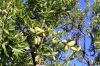 Filename=Badaam.jpg
Filesize=142KiB
Dimensions=750x501
Date added=Apr 19, 2012 Badaam.jpg