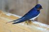 Filename=Barn_Swallow.jpg
Filesize=51KiB
Dimensions=800x534
Date added=Jun 12, 2012 Barn_Swallow.jpg