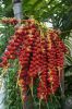 Filename=Betel-Nut-or-Areca-Nut-Palm.jpg
Filesize=201KiB
Dimensions=864x1300
Date added=Aug 15, 2015 Betel-Nut-or-Areca-Nut-Palm.jpg