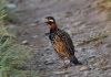 Black_francolin~0.jpg