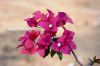 Filename=Bougainvillea__1960.JPG
Filesize=135KiB
Dimensions=1800x1200
Date added=Nov 28, 2011 Bougainvillea__1960.JPG