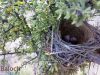 Filename=Bulbul_Nest.jpg
Filesize=115KiB
Dimensions=720x540
Date added=Feb 21, 2011 Bulbul_Nest.jpg