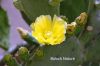 Filename=Cactus_6068.JPG
Filesize=107KiB
Dimensions=1500x1000
Date added=May 30, 2012 Cactus_6068.JPG
