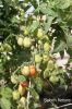 Filename=Chamatok.JPG
Filesize=177KiB
Dimensions=900x1350
Date added=Feb 09, 2015 Chamatok.JPG